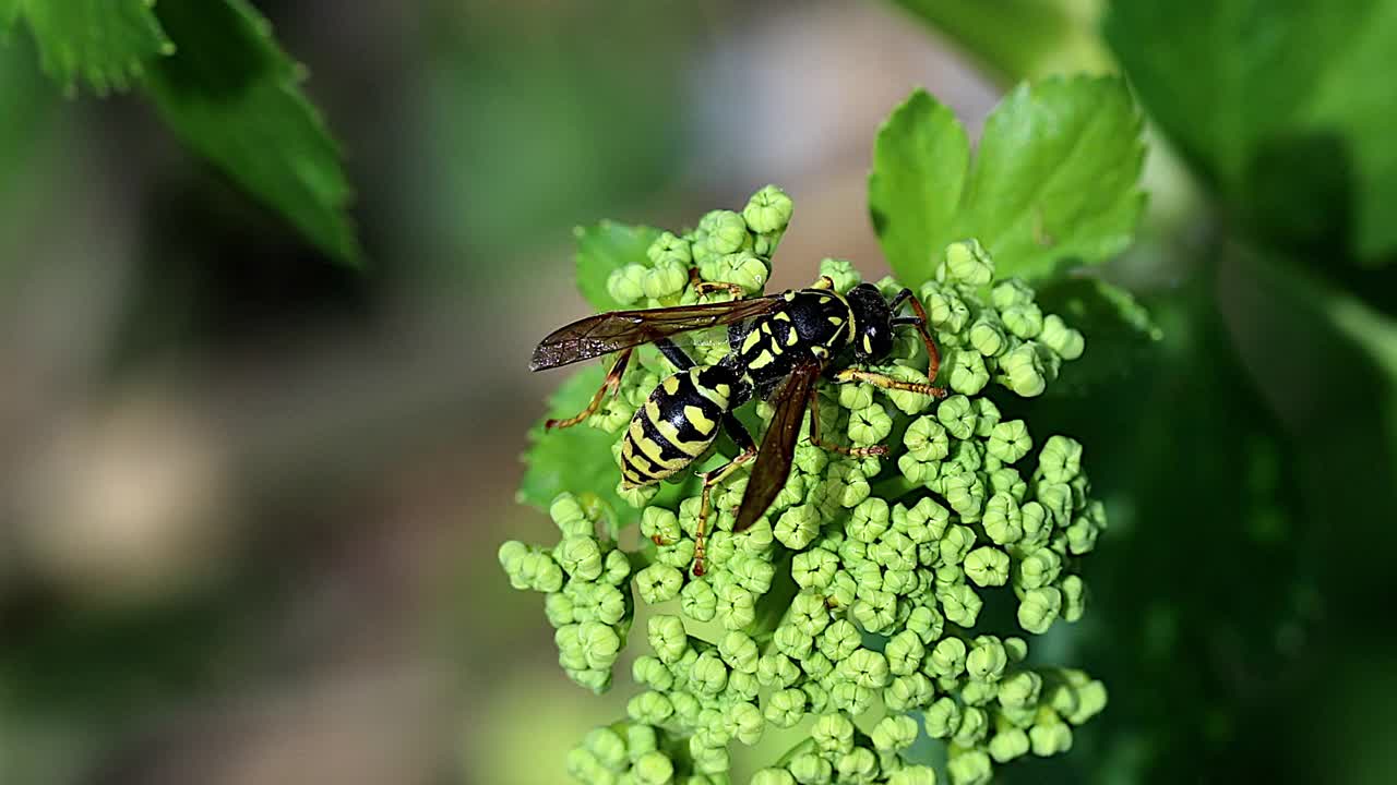 欧洲胡蜂视频下载