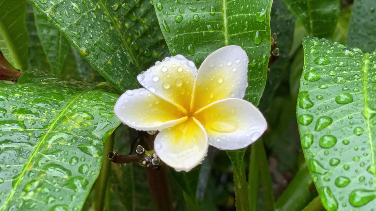 鸡蛋花树的雨滴视频素材