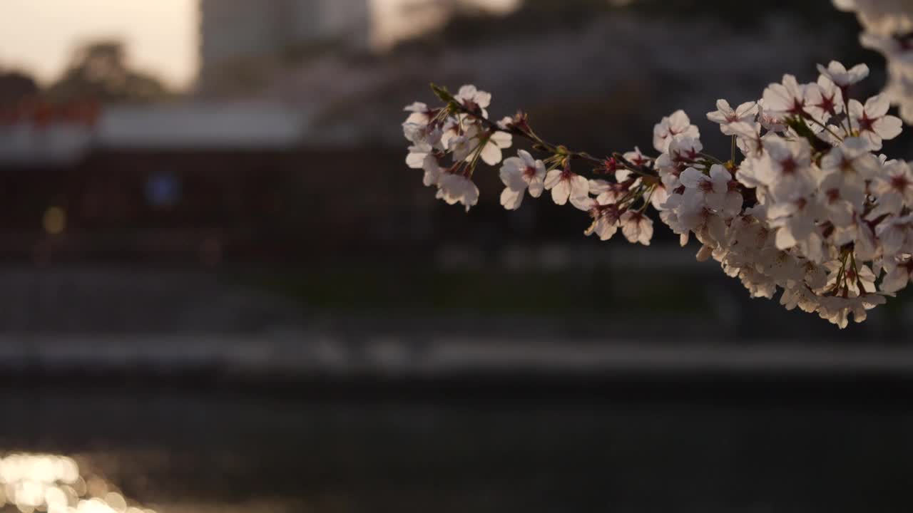 在福冈的一条河上，樱花在日落没有声音视频下载