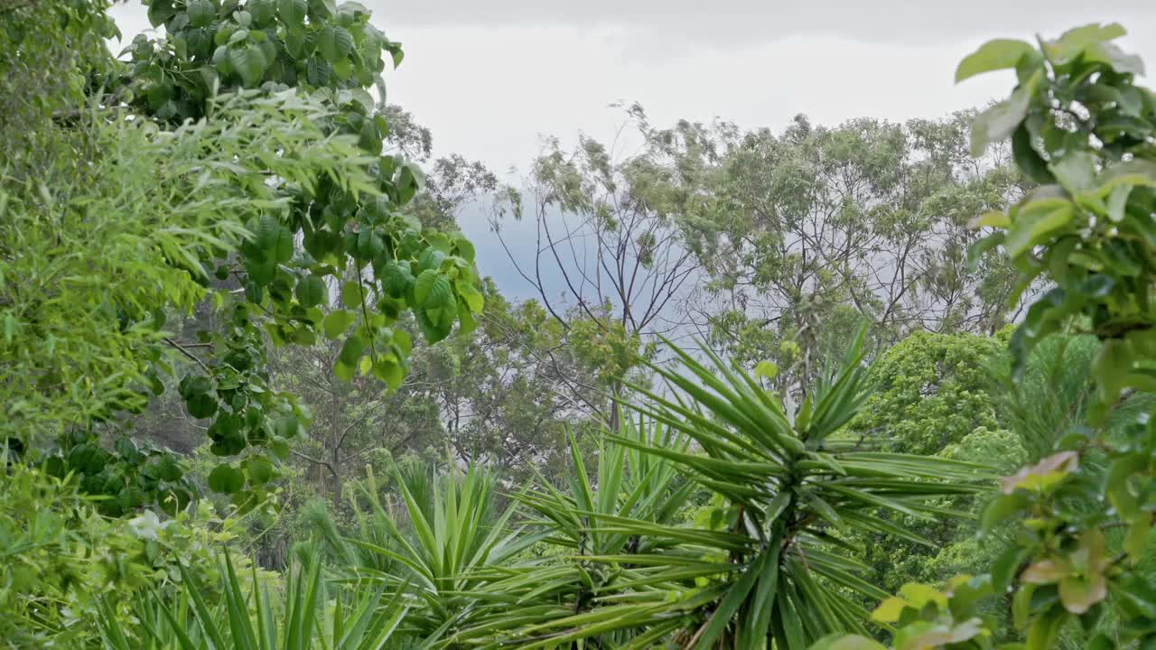 在热带雨林中下雨视频素材