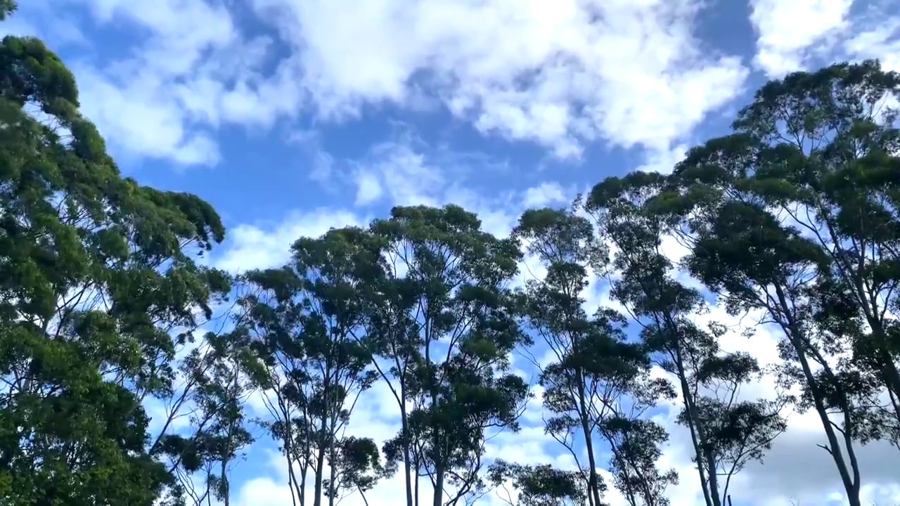 高大的桉树树梢在微风中摇摆视频素材