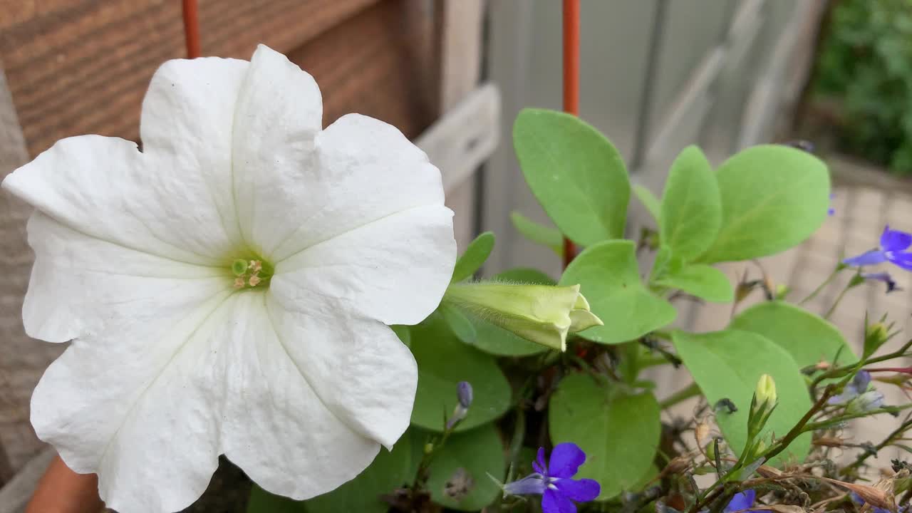 花视频素材