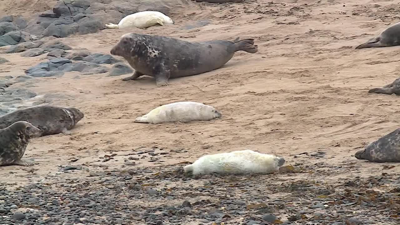 海滩上的海豹视频素材