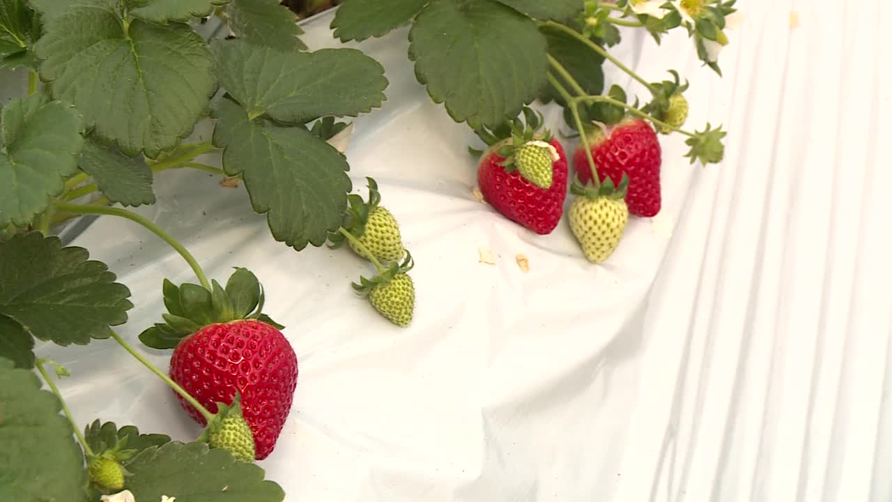 日本埼玉县，采前草莓视频素材