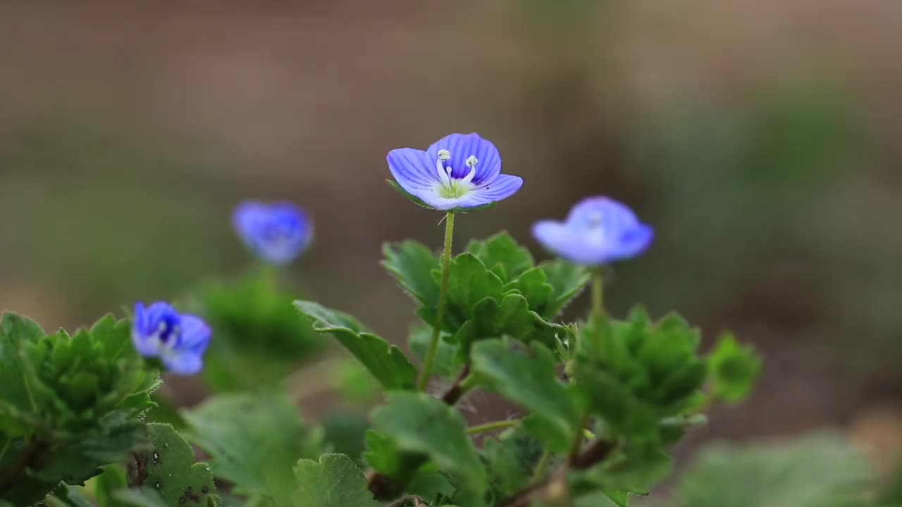 鲜花和新鲜的绿叶在风中摇曳，日本视频素材