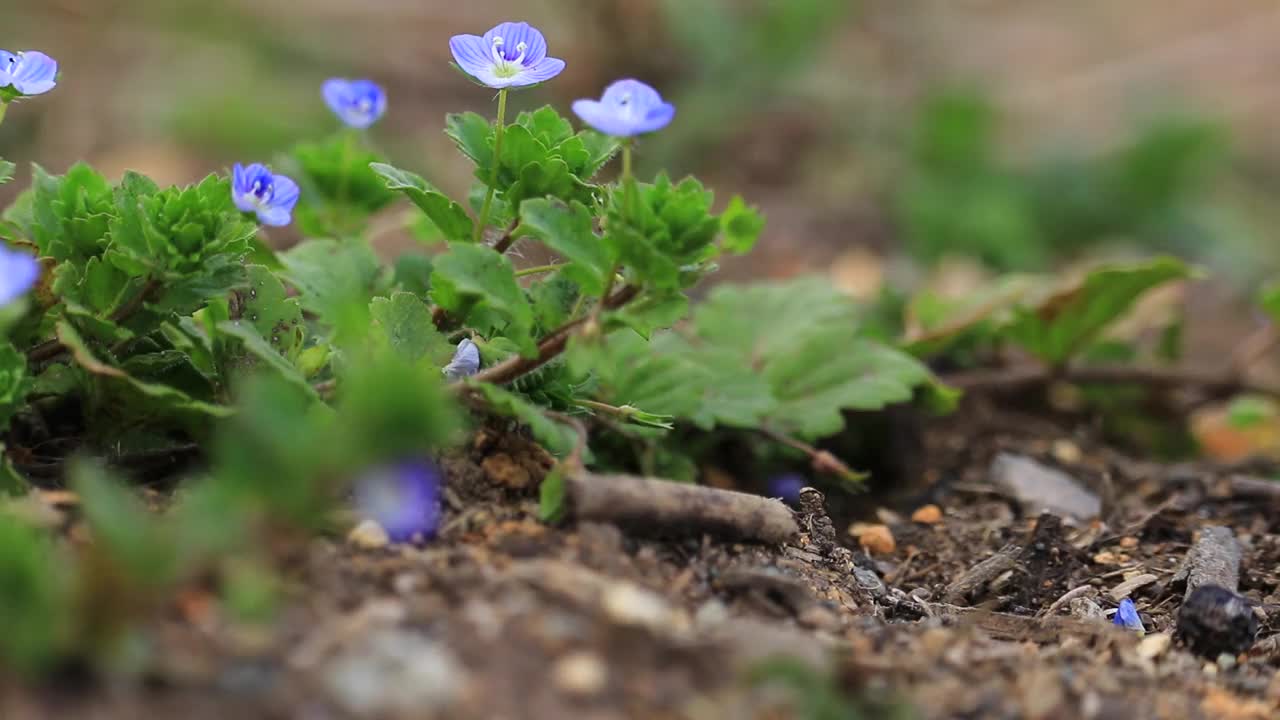 鲜花和新鲜的绿叶在风中摇曳，日本视频素材