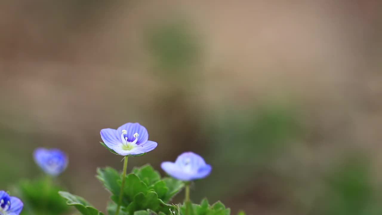 鲜花和新鲜的绿叶在风中摇曳，日本视频素材