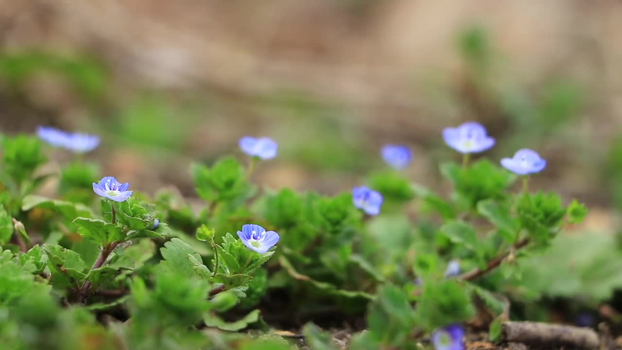 鲜花和新鲜的绿叶在风中摇曳，日本视频素材