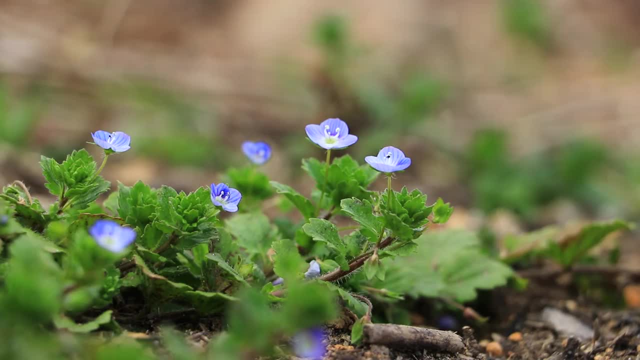 鲜花和新鲜的绿叶在风中摇曳，日本视频素材