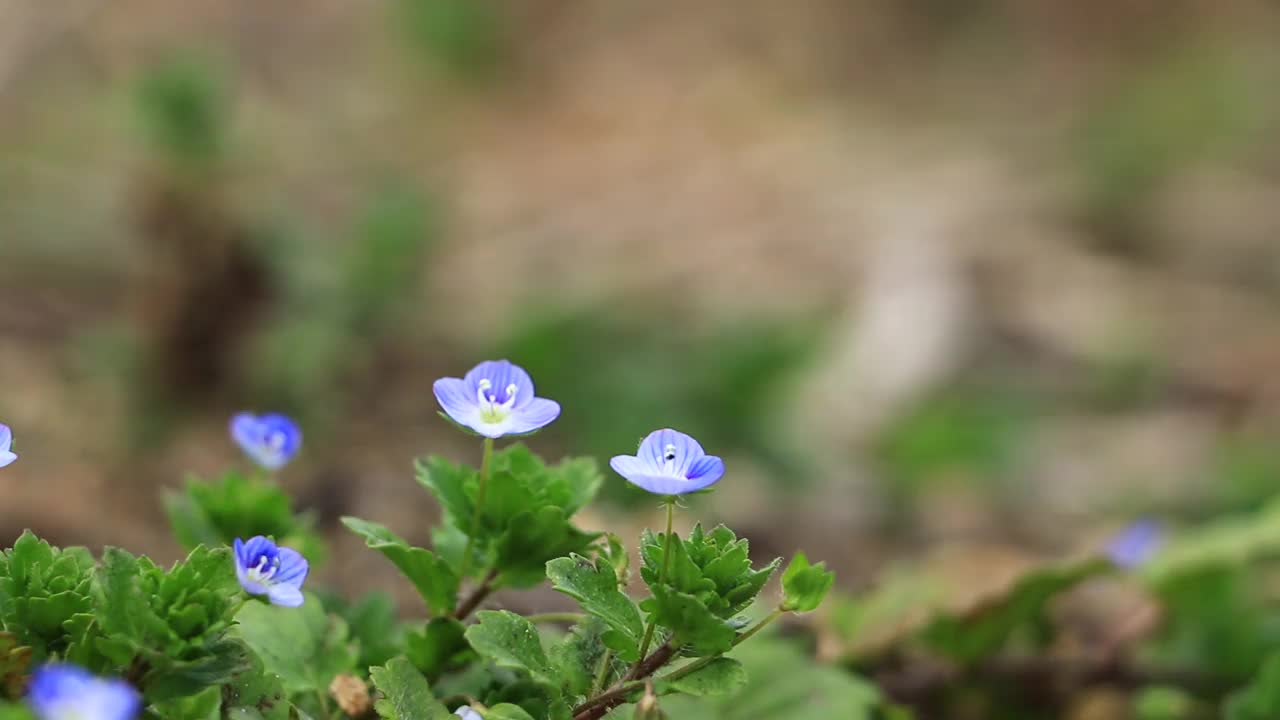 鲜花和新鲜的绿叶在风中摇曳，日本视频素材