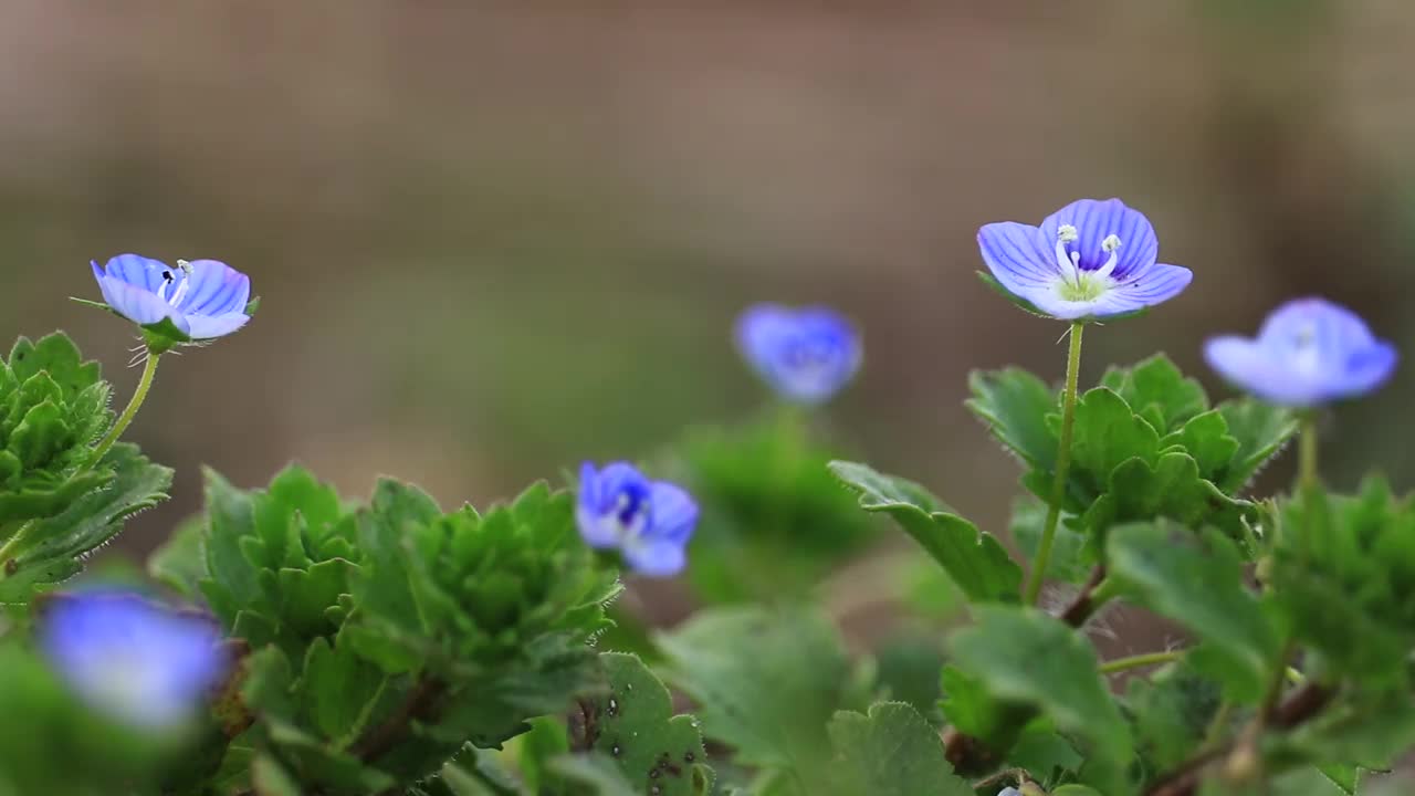 鲜花和新鲜的绿叶在风中摇曳，日本视频素材