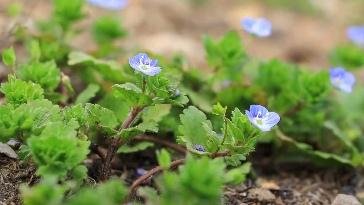 鲜花和新鲜的绿叶在风中摇曳，日本视频素材