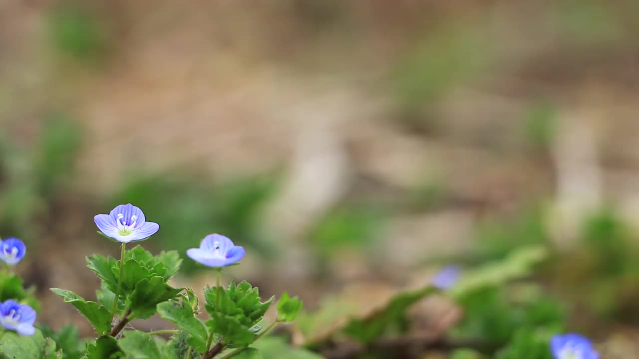 鲜花和新鲜的绿叶在风中摇曳，日本视频素材