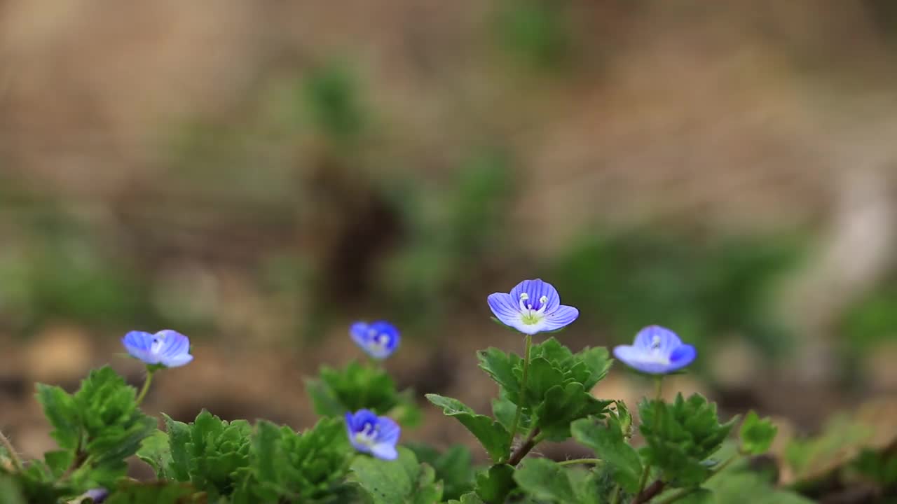 鲜花和新鲜的绿叶在风中摇曳，日本视频素材