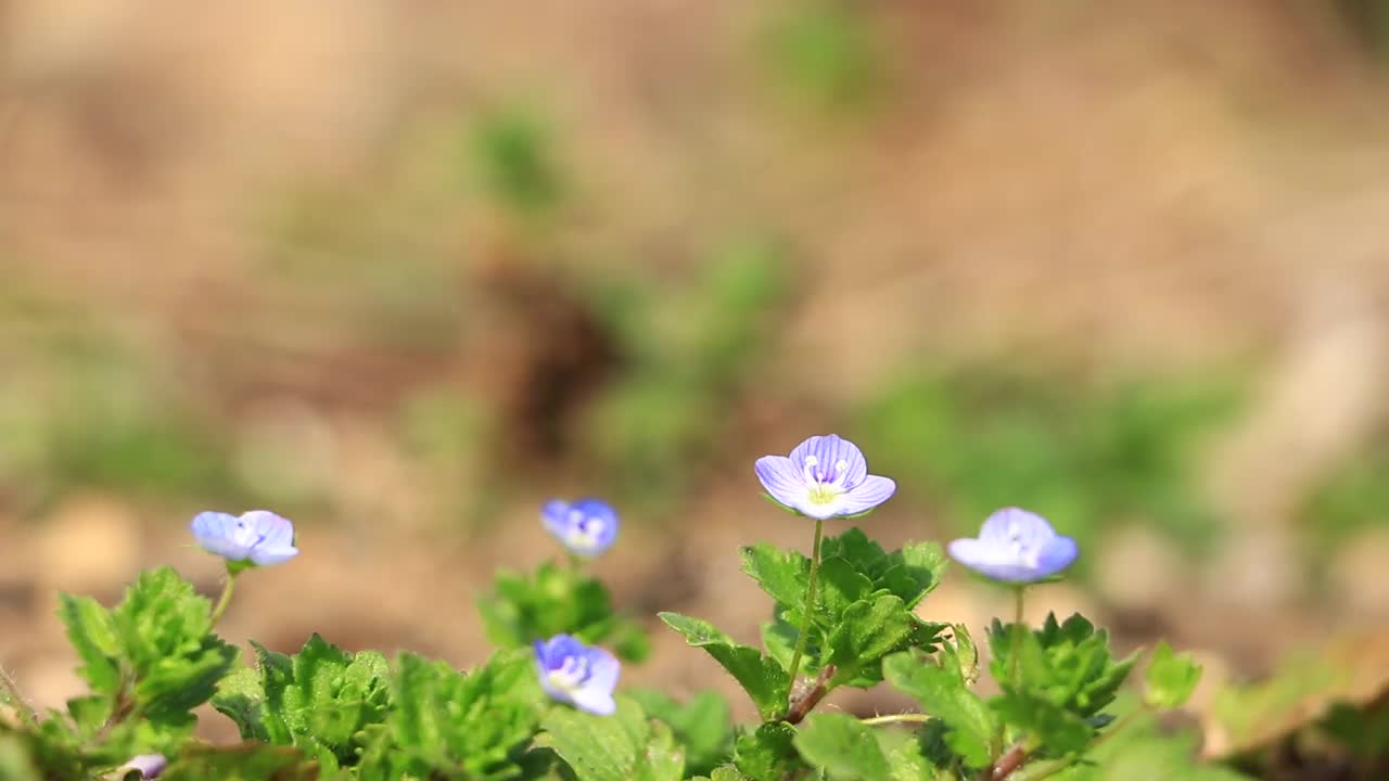 鲜花和新鲜的绿叶在风中摇曳，日本视频素材