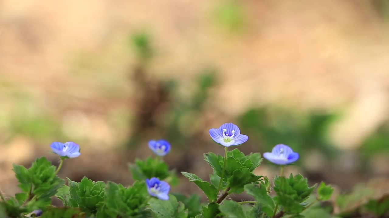 鲜花和新鲜的绿叶在风中摇曳，日本视频素材