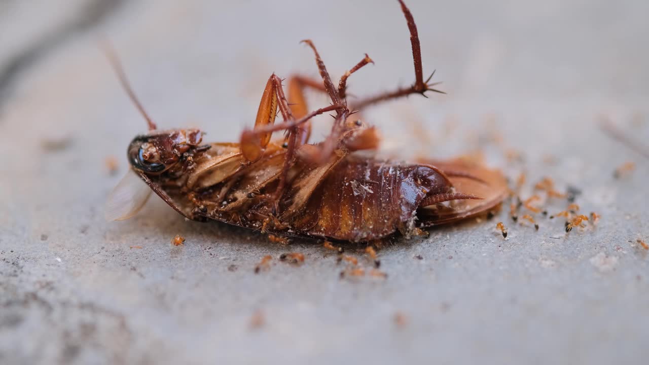 蚂蚁吃干蟑螂视频下载