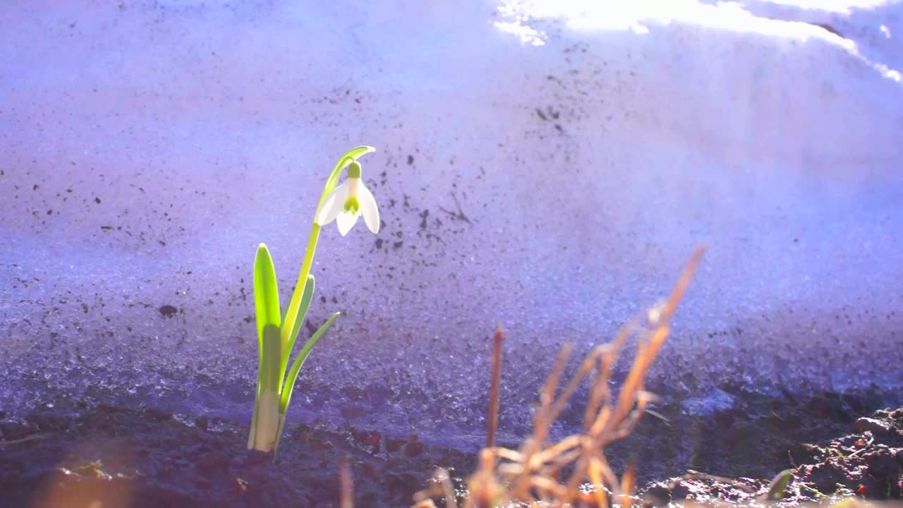 只有雪花莲在风雪中摇曳。花架的右边部分是花视频素材