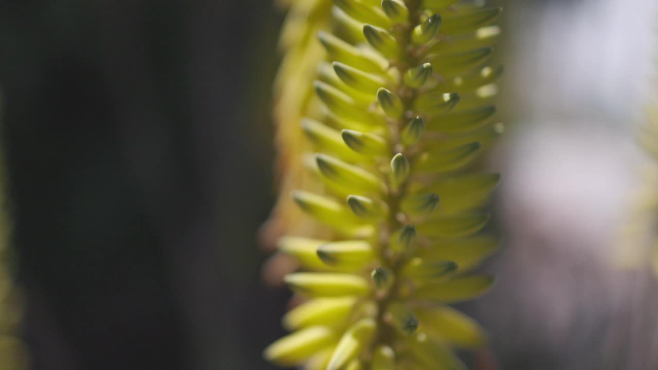 芦荟开花茎视频素材