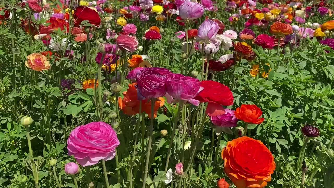 美丽的花毛茛属植物视频下载