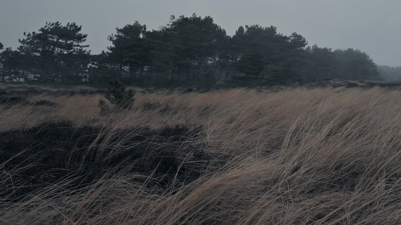 海岸景观在雪中视频素材