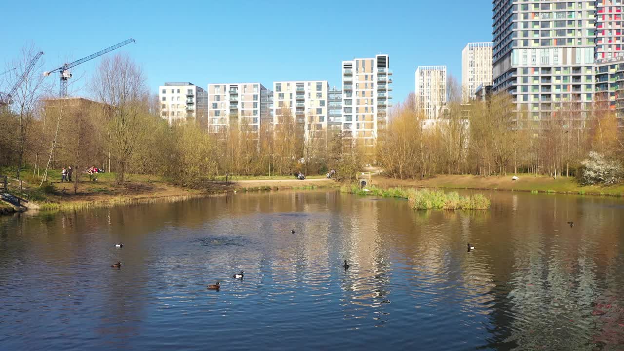 池塘里有游鸭，环境宁静，背景是美丽的城市景观视频下载