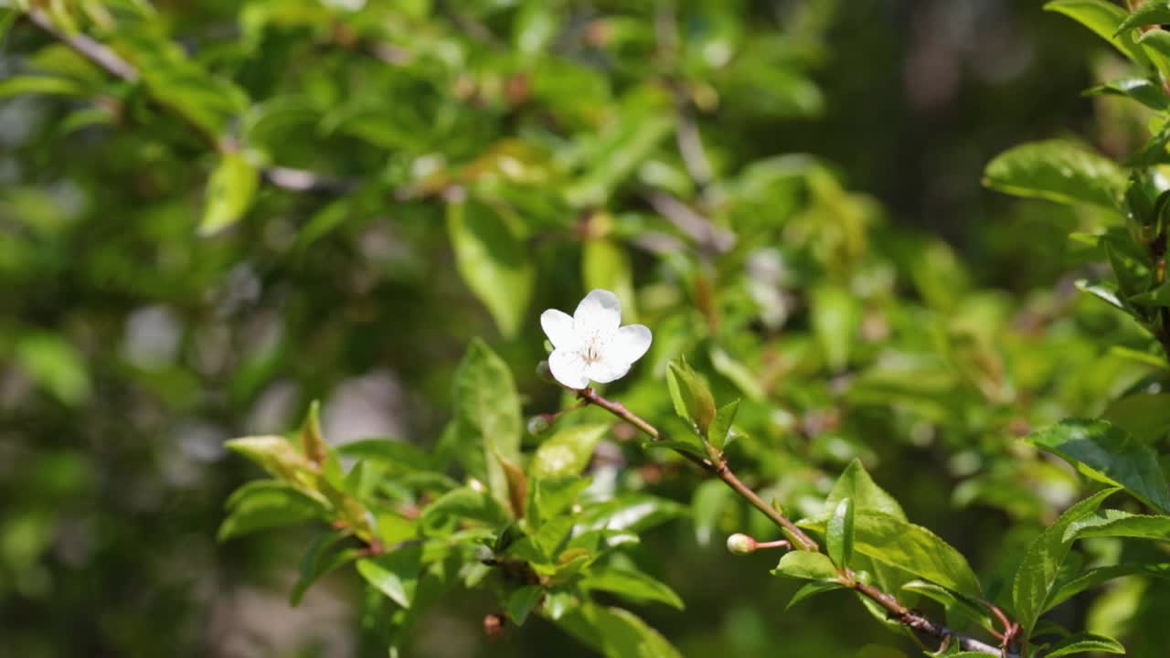 春天的花视频下载