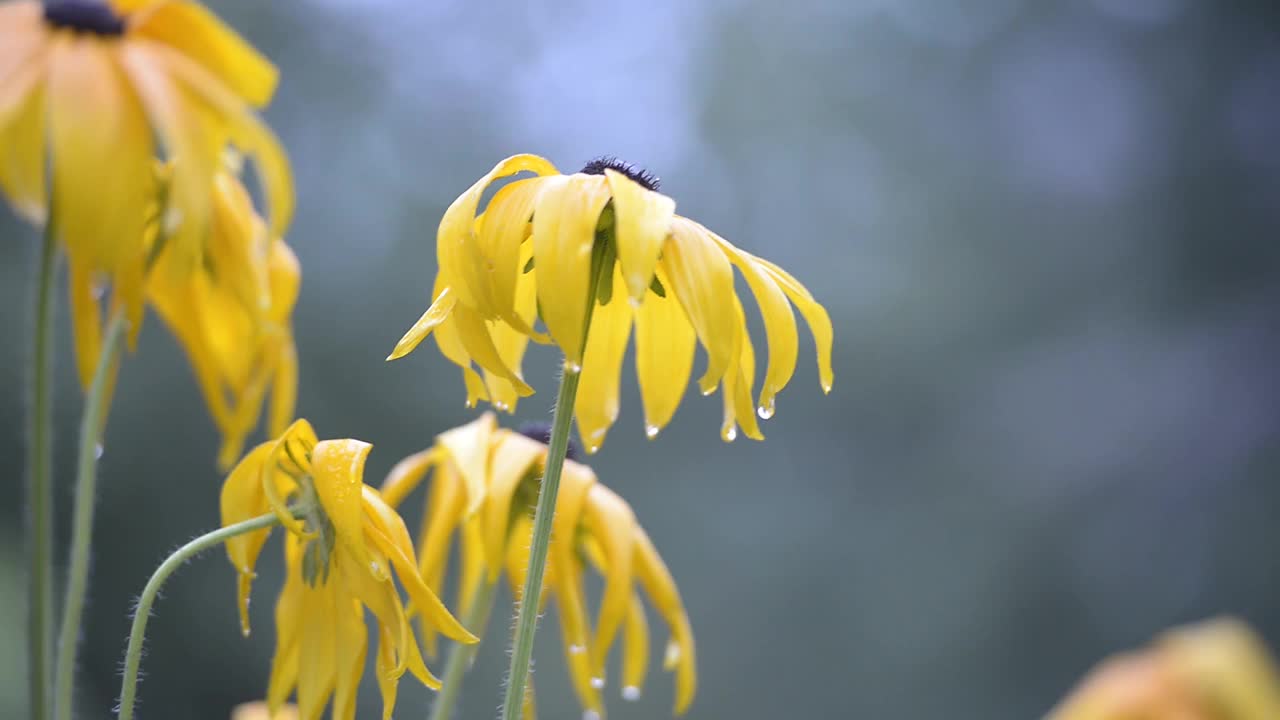 花在春雨里视频下载