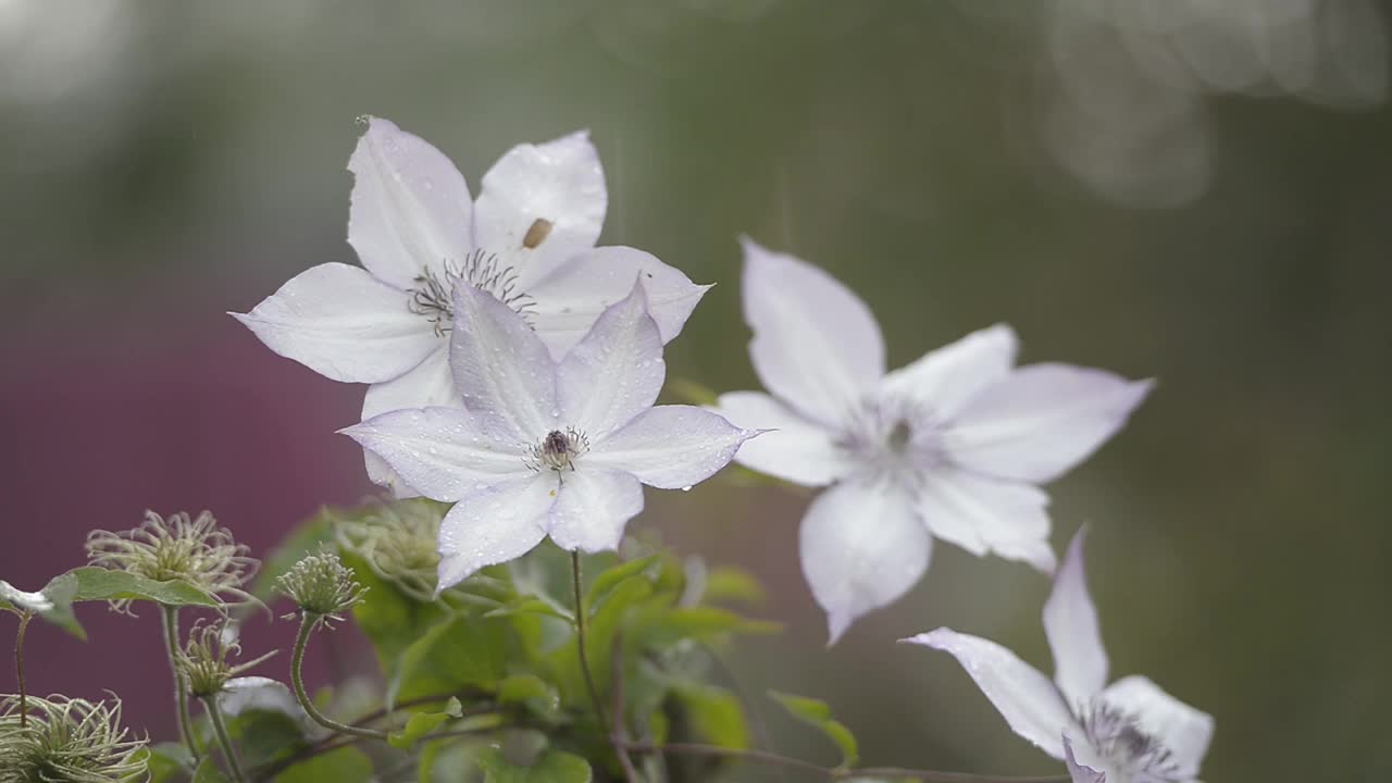 花在春雨里视频下载