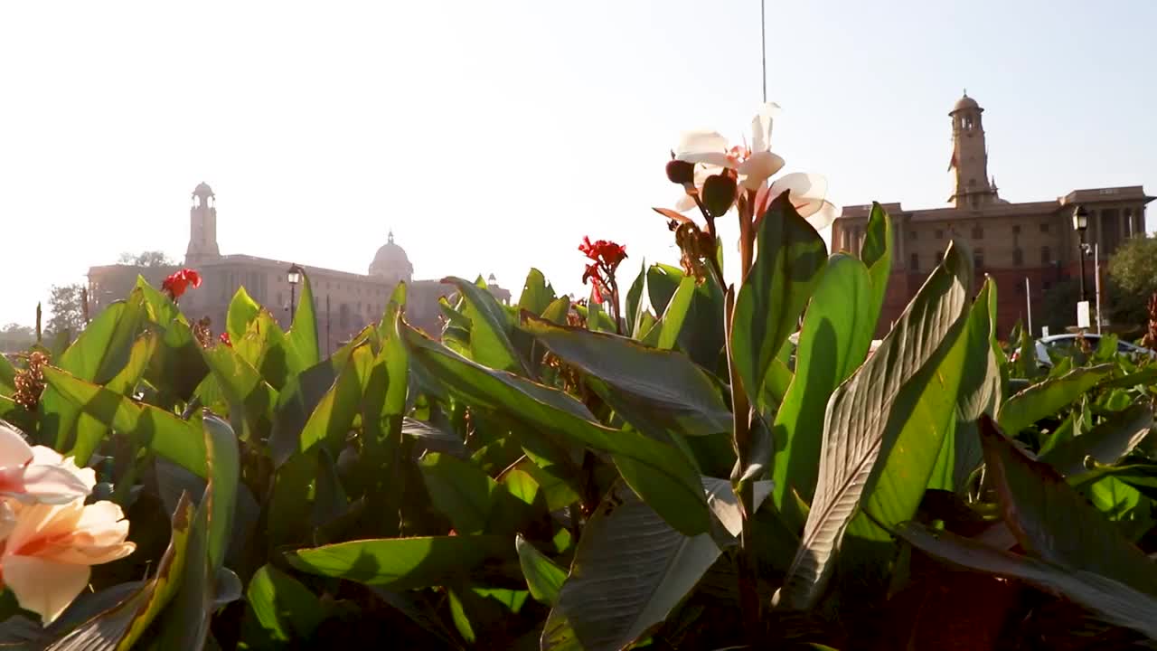 美丽的Rashtrapati Bhavan景色，新德里莫卧儿花园的花朵。视频下载