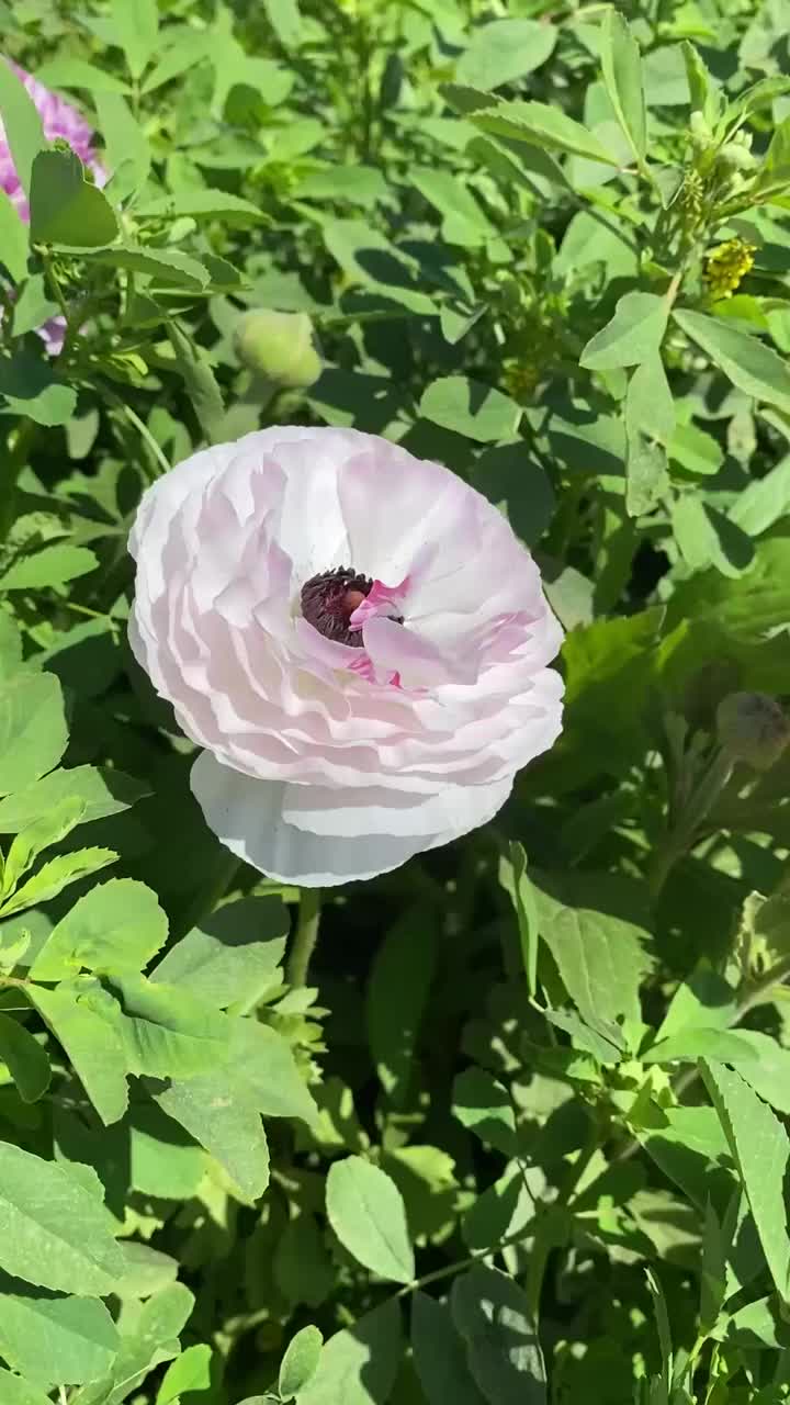 美丽的花毛茛属植物视频下载