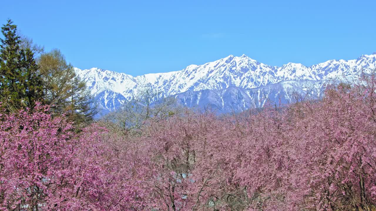 雪山的残雪和春天的樱花视频下载