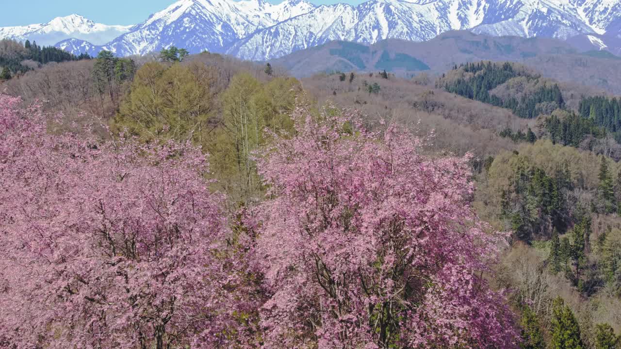 雪山的残雪和春天的樱花视频下载