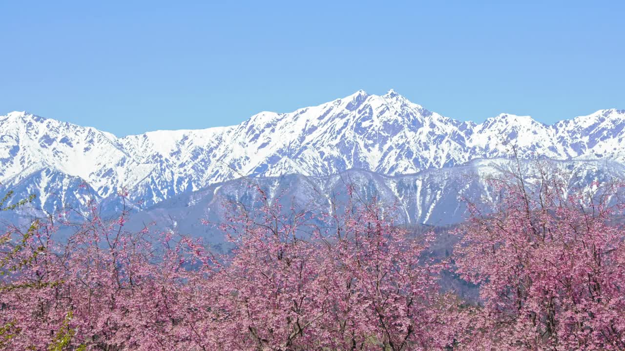 雪山的残雪和春天的樱花视频下载