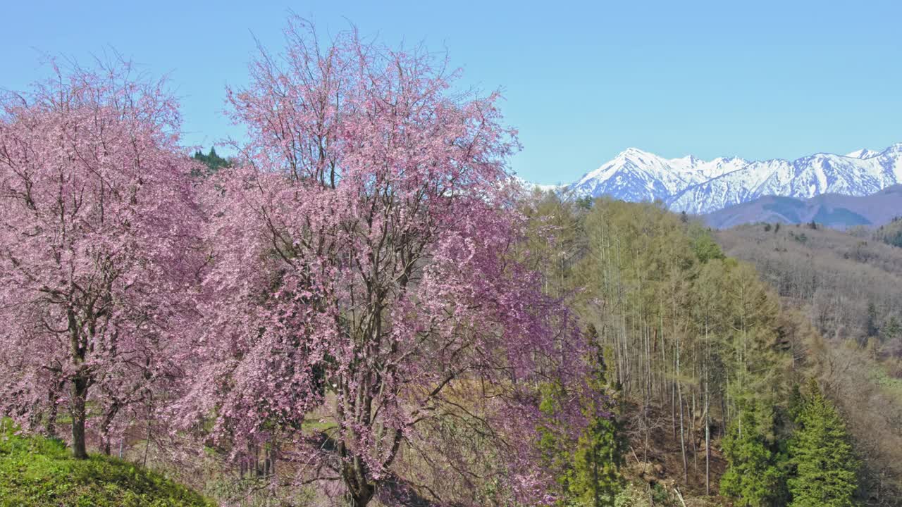 雪山的残雪和春天的樱花视频下载