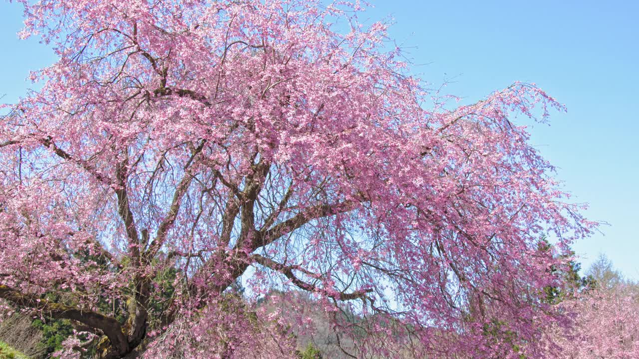 樱花盛开的春天，日本长野视频下载