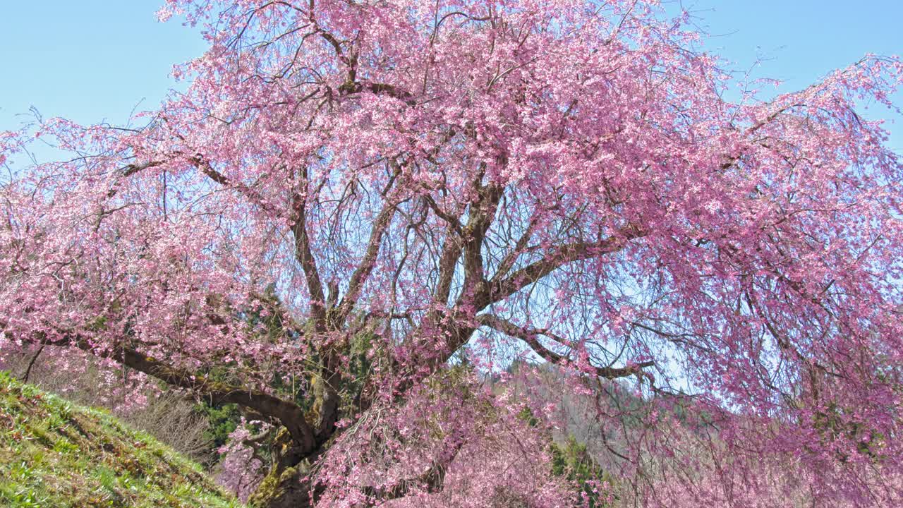 樱花盛开的春天，日本长野视频下载