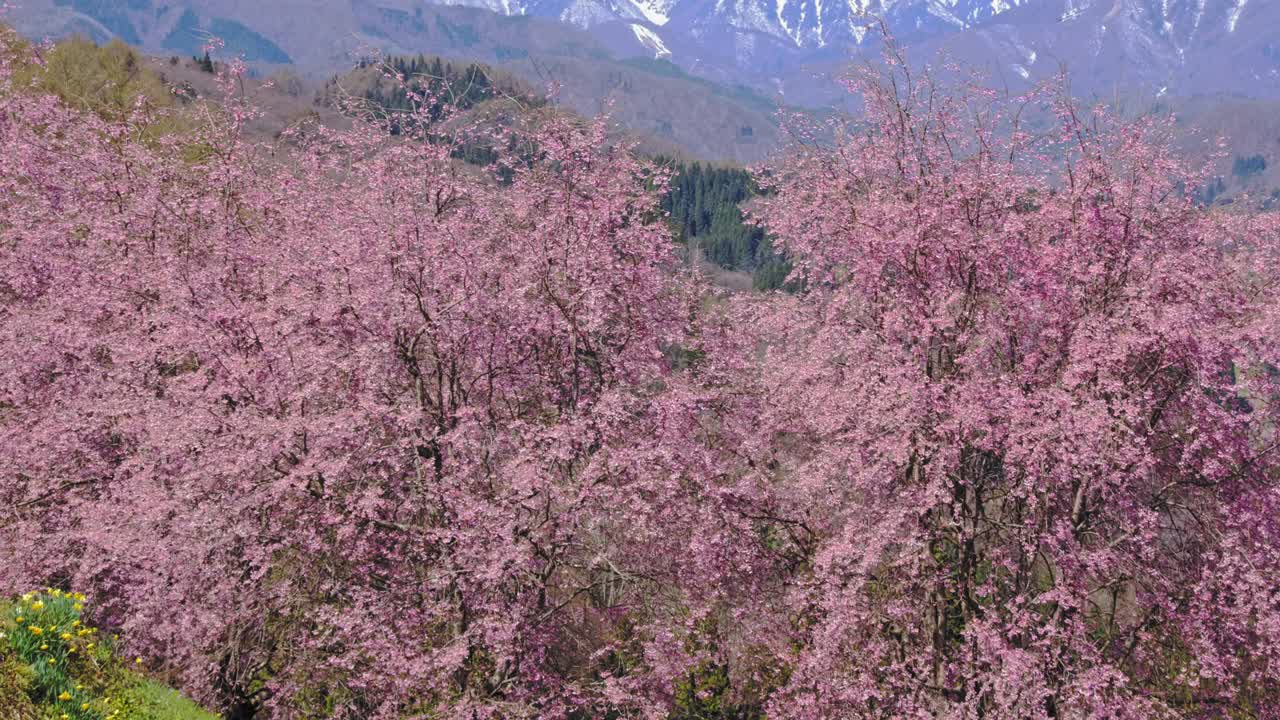 雪山的残雪和春天的樱花视频下载