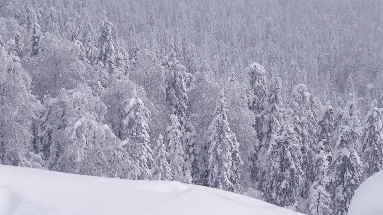 令人难以置信的冬天森林通过飘落的雪。从山坡到冷杉树在霜冻。寒冷天气的平静与安宁视频下载