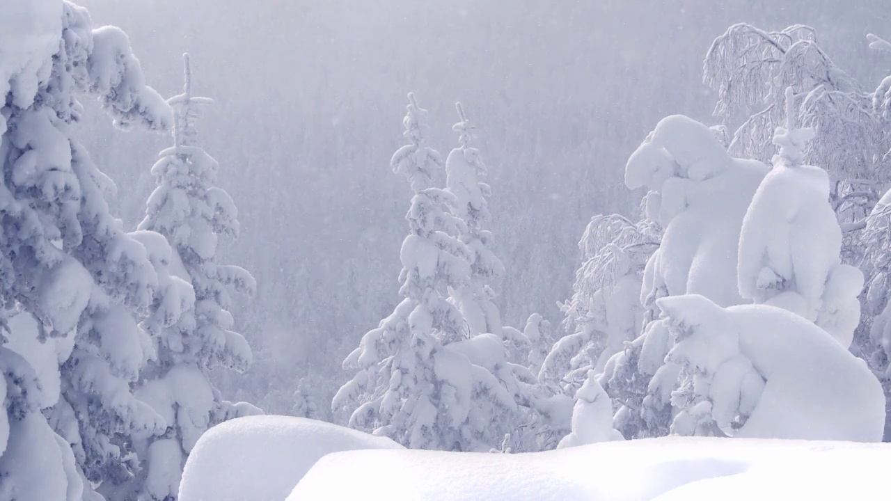 晴天霜冻的云杉林中降雪。树枝上覆盖着白霜，因冰的重量而弯曲。圣诞节和即将到来的寒假气氛视频下载