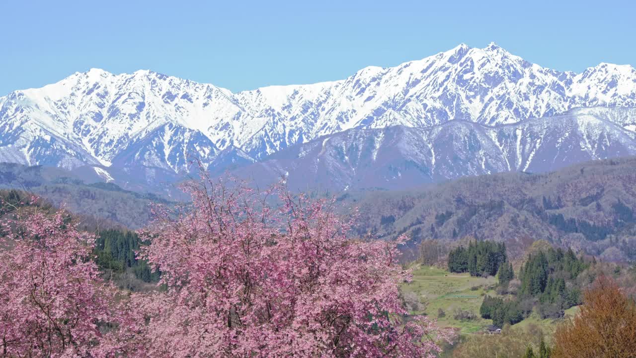 雪山的残雪和春天的樱花视频下载