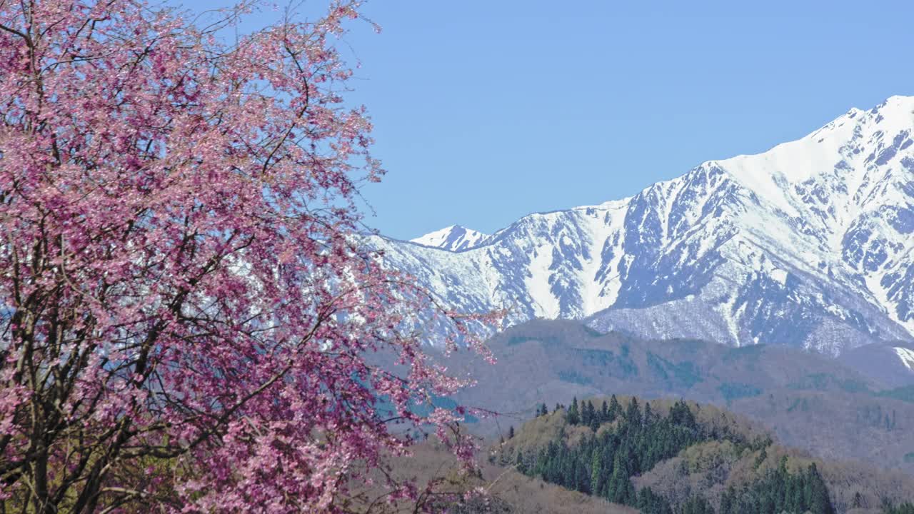 雪山的残雪和春天的樱花视频下载