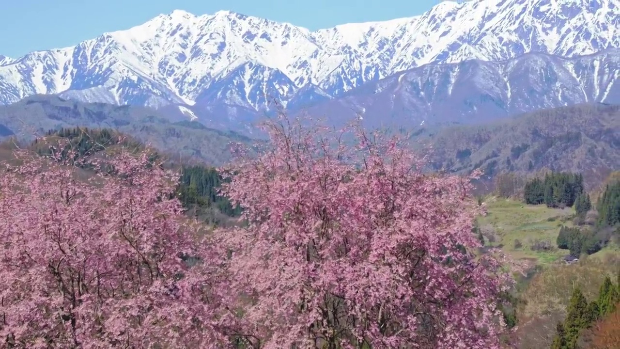 雪山的残雪和春天的樱花视频下载