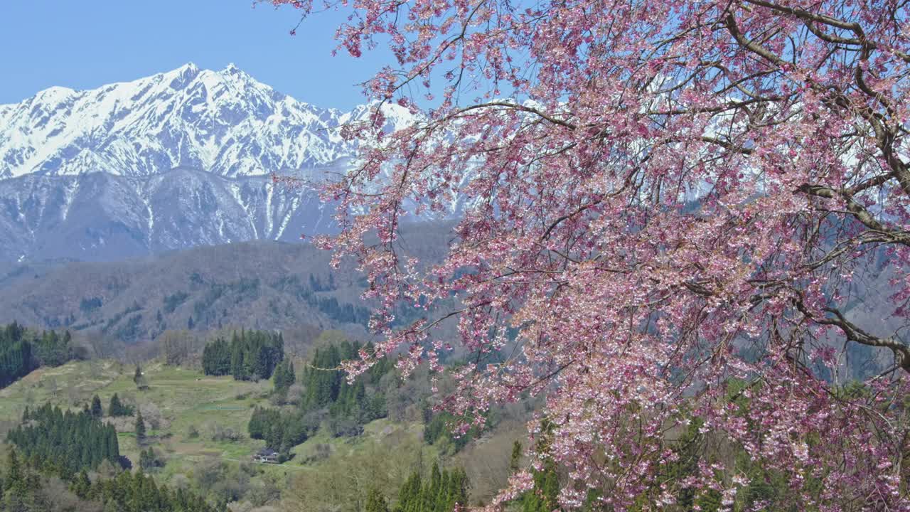 雪山的残雪和春天的樱花视频下载