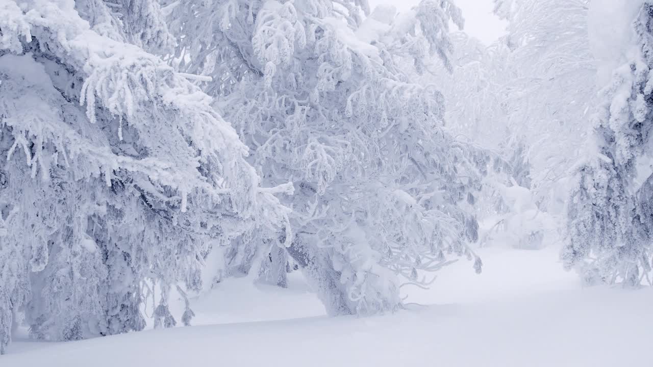 雪枝被白霜覆盖，形成纹理背景。冬天，雪树在风中摇曳。穿过美丽的冰冻森林。视频下载