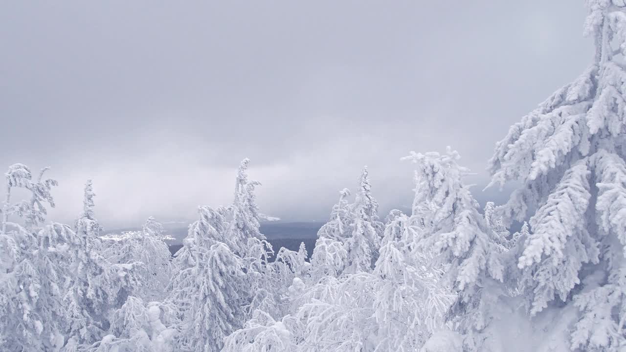 白雪覆盖的树梢在阴沉沉的冬日天空中随风摇曳。针叶树枝因低温而结霜。雾正慢慢地沿着地平线移动视频下载