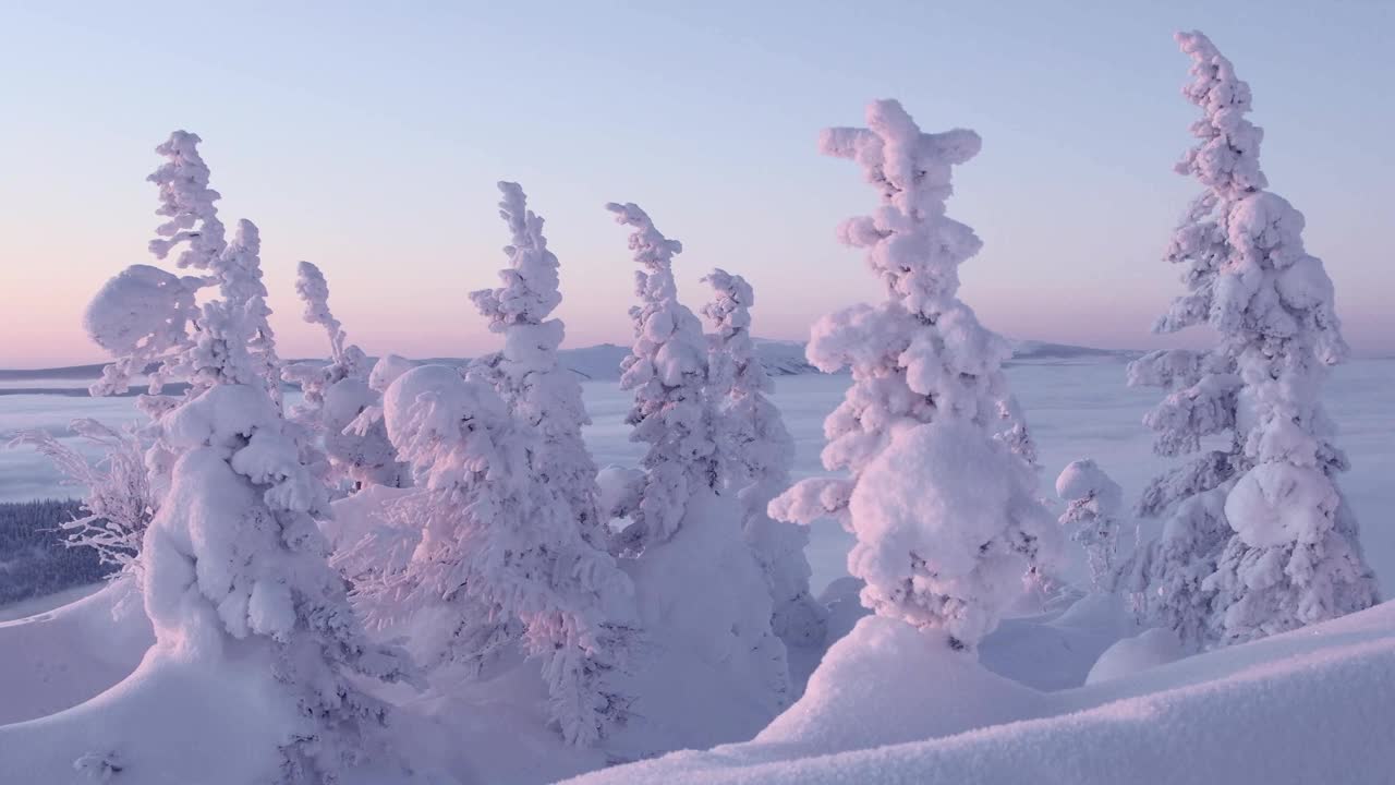 白雪覆盖的树木被粉红色的晨光照亮。山顶的针叶林随风摇曳。树枝上有霜冻。地平线上晴朗的天空，雾笼罩着山谷视频下载