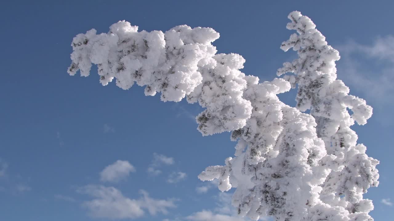 树被雪和霜压弯了。树枝和针在强风中移动。蓝天上，少有的云在奔跑视频下载