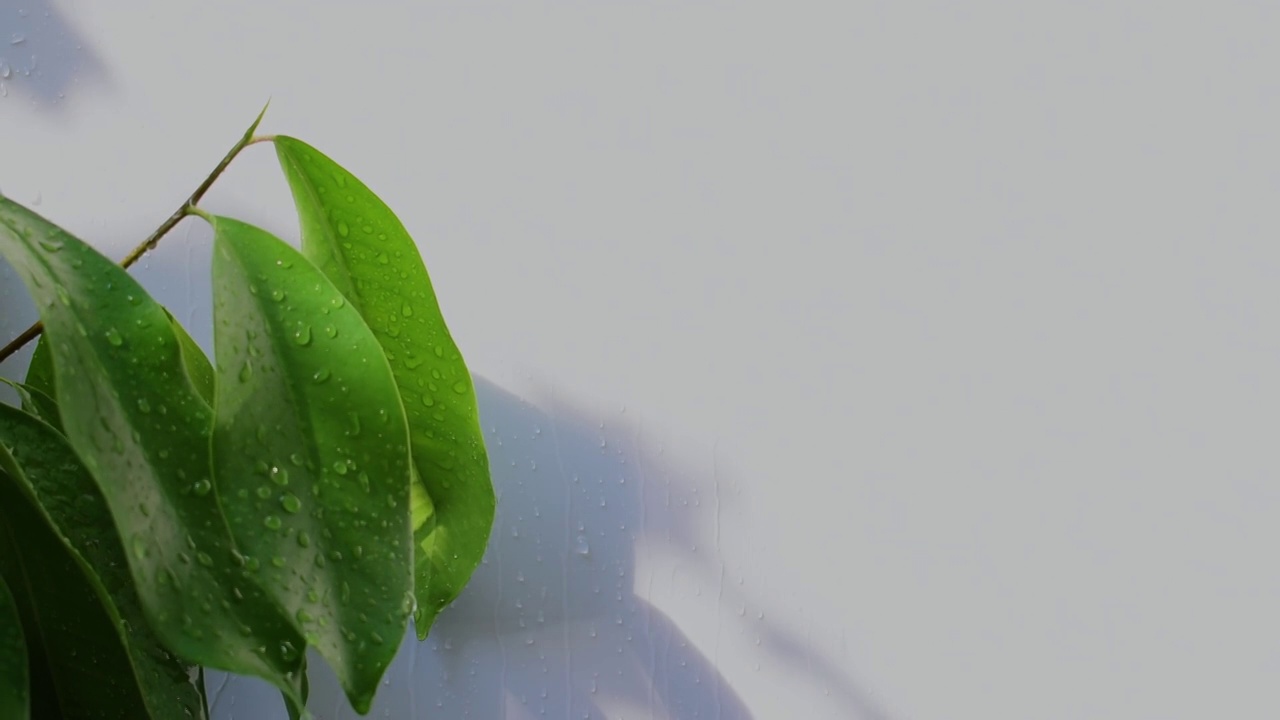 雨滴或细雨附着在绿叶上，风吹着墙壁和树影。视频下载