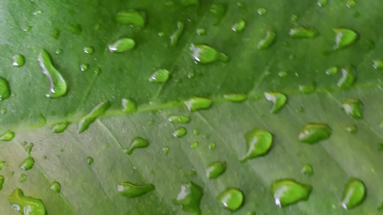 雨点或细雨坐在绿色的树上，风吹。视频下载